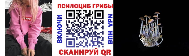 купить   Жиздра  Псилоцибиновые грибы мухоморы 